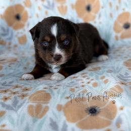 Stark - Red tri male Toy Australian Shepherd puppy in Liberty Hill, Texas from Pistol Paws Aussies