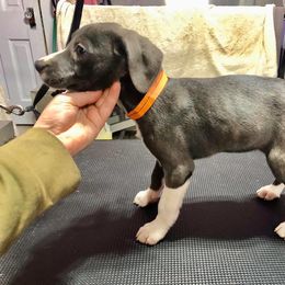 Mountain Cur Puppies from Walnut Ridge Mountain Curs