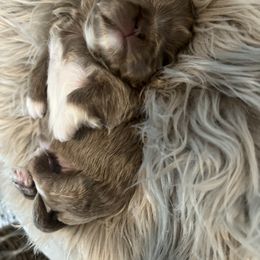 Shih Tzu Puppies from Home Sweet Shih Tzu