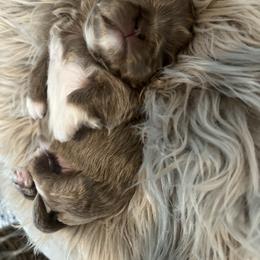 Shih Tzu Puppies from Home Sweet Shih Tzu
