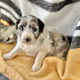 Blue - Blue merle male Aussiedoodle puppy in Eastman, Georgia from Dood B Ranch