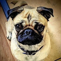 Dachshunds and Pugs from Manpaw Puppies