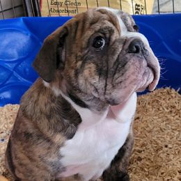 Bulldog Puppies from CARRIE FARRELL