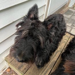 Bea - Scottish Terrier