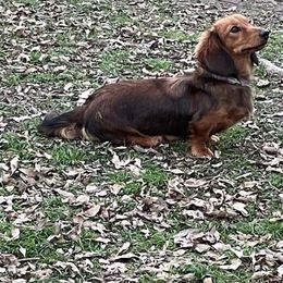 Tully - Dachshund