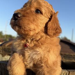 Female 3 - Apricot female Poodle puppy in Jurupa Valley, California from gucci_bentleys_goldendoodles