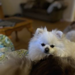 Karma - Pomeranian