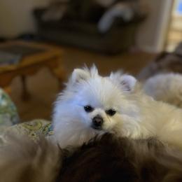 Karma - Pomeranian