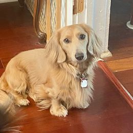 Henry - Dachshund
