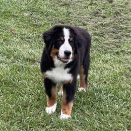 Bernese Mountain Dogs and Golden Retrievers from Perrydise Farm
