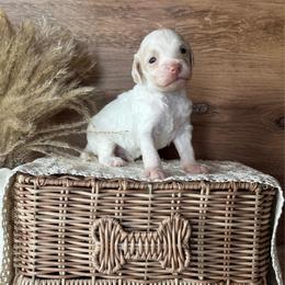 Red Boy - Parti male Goldendoodle puppy in Lowville, New York from DM Hilltop FURfamily