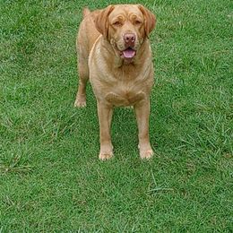 Mileah Hope - Labrador Retriever