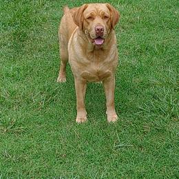 Mileah Hope - Labrador Retriever