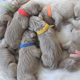 Weimaraner puppies from Silvr Galaxy Weimaraners