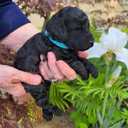 Light blue - Black male Poodle puppy in Hartselle, Alabama from Phare Poodles
