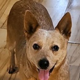 Autumn - Australian Cattle Dog