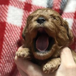 Cavalier King Charles Spaniels and Cavapoos from Good Hope Cavaliers
