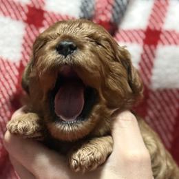 Cavalier King Charles Spaniels and Cavapoos from Good Hope Cavaliers