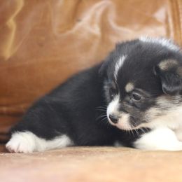 Pembroke Welsh Corgi Puppies from Ayers Acres Corgis