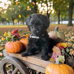 Girl 1 - female Cavapoo puppy in Lavon, Texas from Magnolia Prairie Doodles