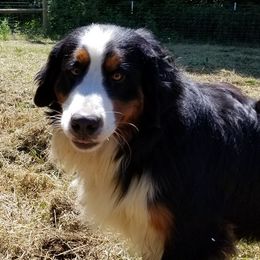 Chunk - Bernese Mountain Dog