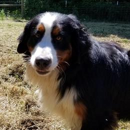 Chunk - Bernese Mountain Dog