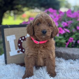 Melody - Red  female Goldendoodle puppy in Oxford, Pennsylvania from FriendlyPals