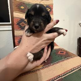 Girl 3 - Black tri-color female Australian Shepherd puppy in Bennington, Oklahoma from Hang tight Aussie co