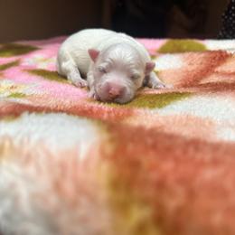 Thyme - White male American Eskimo Dog puppy in Hesperia, California from Bella's American Eskimos