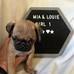 Girl 1 - Fawn female Pug puppy in Norborne, Missouri from Pug Palace
