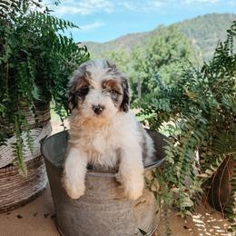 Reed - male Australian Mountain Doodle puppy in Tryon, North Carolina from Melrose Mountain Farm