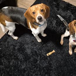 Beagles from Laceys AKC Beagles