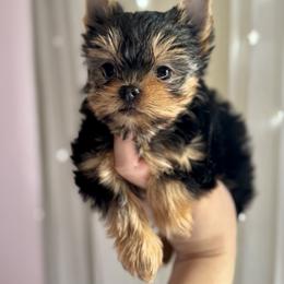 Yorkshire Terrier Puppies from Crystal Garden Yorkies
