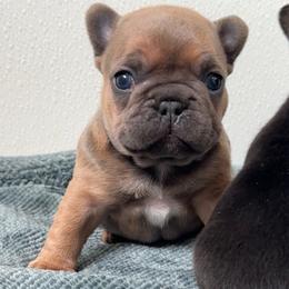 Stella - Blue fawn female French Bulldog puppy in Redway, California from Lost Coast French Bulldogs