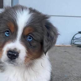 Miniature Australian Shepherds from High Mountain Aussies
