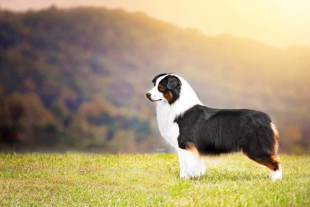 GCHS Copperridge's Wortha Risk on Riverlook BCAT FDC CGCA CGCU ATT