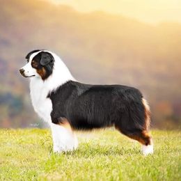 Riggs - Australian Shepherd