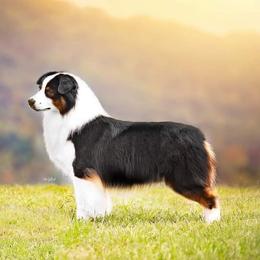 Riggs - Australian Shepherd