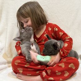 French Bulldog Puppies from Laurelwood Frenchies CA