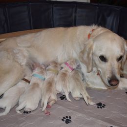 Golden Retriever Puppies from Lightning Oak Acres