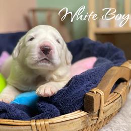 White Boy - White male Great Pyrenees puppy in Red Bluff, California from River's Bend Walnut Orchard