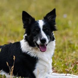 Border Collies from Double J & L Ranch Border Collies