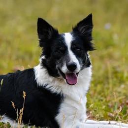 Border Collies from Double J & L Ranch Border Collies