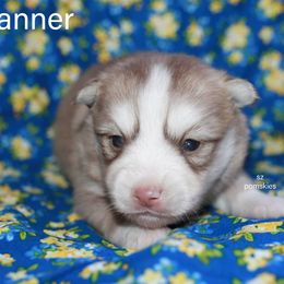 Banner - Red and white male Pomsky puppy in Mc Callsburg, Iowa from SZ Rolling Acres LLC