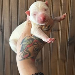 Boy 6 - White male Siberian Husky puppy in Solon Springs, Wisconsin from Snowfall Siberians