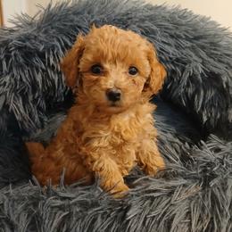 Molly - Apricot female Poodle puppy in Blanch, North Carolina from Faithful Hearts Kennel