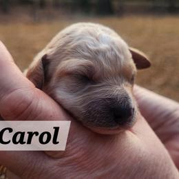 Carol of the Bells - Cream female Aussiedoodle puppy in Powder Springs, Georgia from My Classy Doodles
