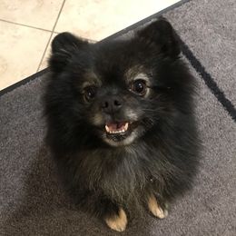 Walker - Pomeranian