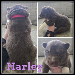 Harley - Red and white female Siberian Husky puppy in Wheeler, Michigan from Haase Family Kennels
