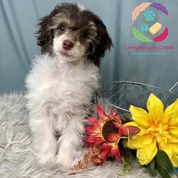 Funshine Bear - Phantom male Poodle puppy in Bowman, Georgia from Companion Creek Farm